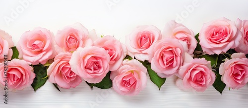 Pink roses on white wooden backdrop