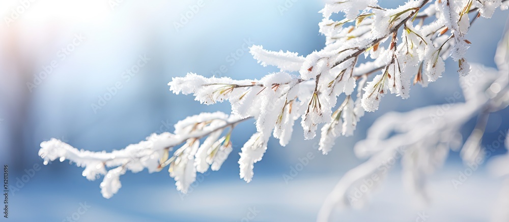 Snow-covered tree branch with clear blue sky Snow-covered tree branch with clear blue sky