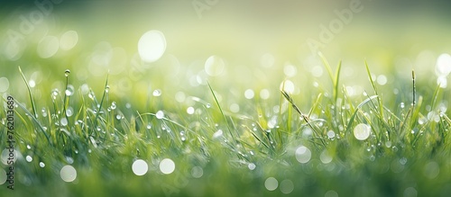 Dew drops glistening on green blades in morning sunlight
