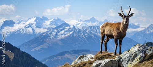 Majestic Mountain Goat Perched on Weathered Rocky Ridge in Vast Wilderness Habitat