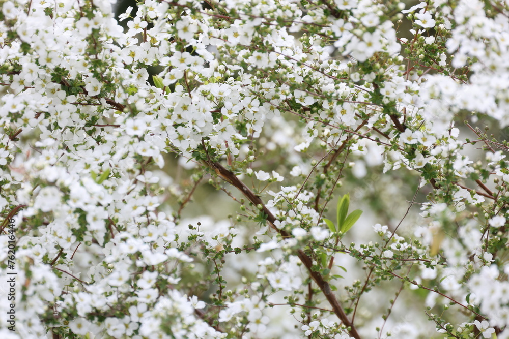 開花した沢山の白いユキヤナギの花