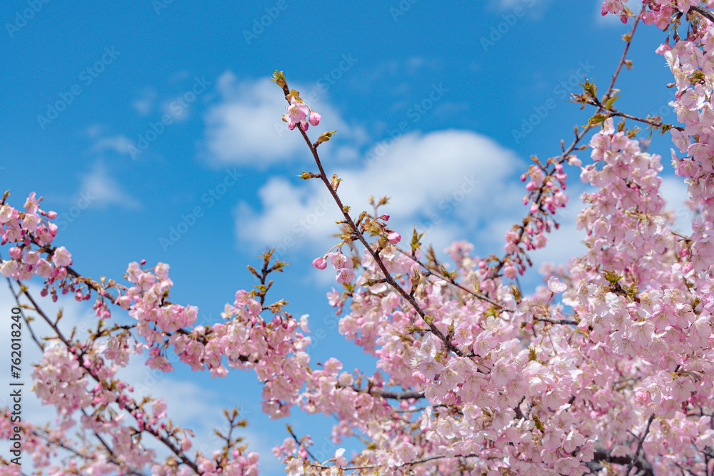 日本の春、青空に映える河津桜 日本の春、青空に映える河津桜