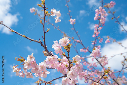 日本の春、青空に映える河津桜