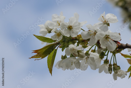 Flowering cherry tree. © PRUSSIA ART
