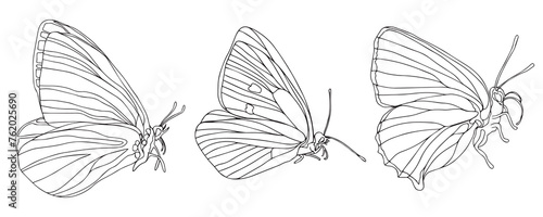 Butterfly black ink line art illustration. Insect butterfly for coloring page  tattoo silhouette  hand drawn stickers  winged gorgeous animal. Vector illustration  isolate on white background