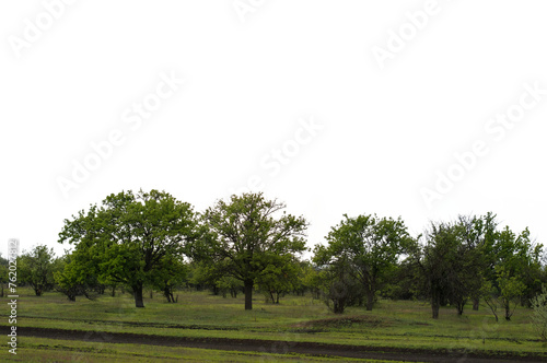 Green Trees on Isolated Background in Overcast Weather
