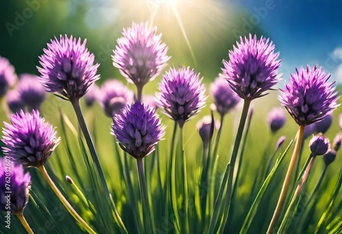 Landscape with purple chives flowers. Summer sunny day with sun  blue sky and colorful nature background.  