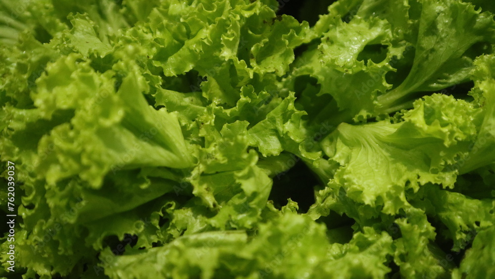 Close up view of fresh lettuce, green natural background Close up view of fresh lettuce, green natural background