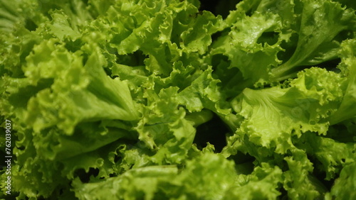 Close up view of fresh lettuce, green natural background