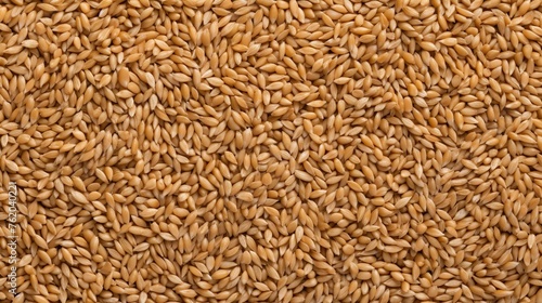 close up of wheat grains. background wheat
