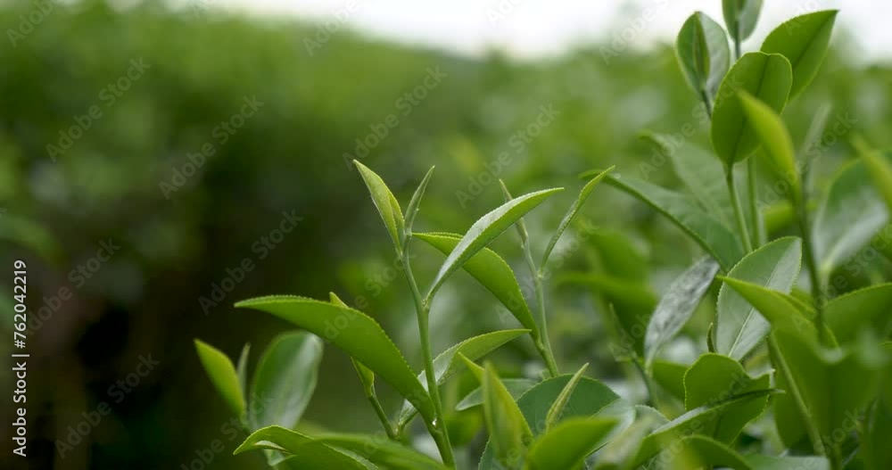 Green tea tree leaves field plant in camellia sinensis organic farm. Close up Tree tea plantations mountain green nature background in morning. Fresh young tender bud herbal Green tea tree in farm Green tea tree leaves field plant in camellia sinensis organic farm. Close up Tree tea plantations mountain green nature background in morning. Fresh young tender bud herbal Green tea tree in farm