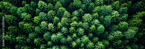 aerial view of green forest background, banner