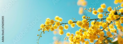Beautiful mimosa flowers in a yellow color against a sky blue background