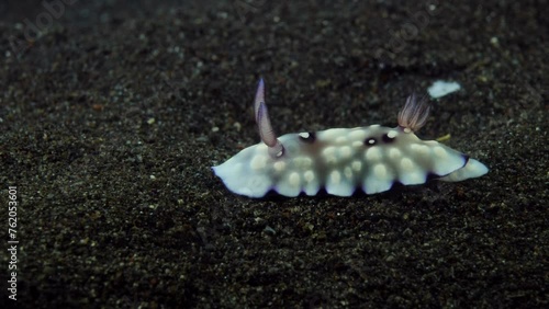 Nudibranch (sea slug) - Goniobranchus hintuanensis is walking on the seafloor. Underwater macro life of Tulamben, Bali, Indonesia. 4k slow motion video. photo