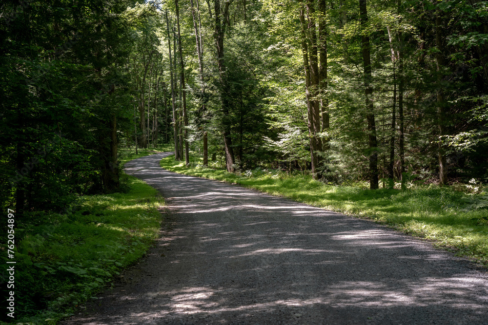 Fototapeta premium Gravel Road in the Forest