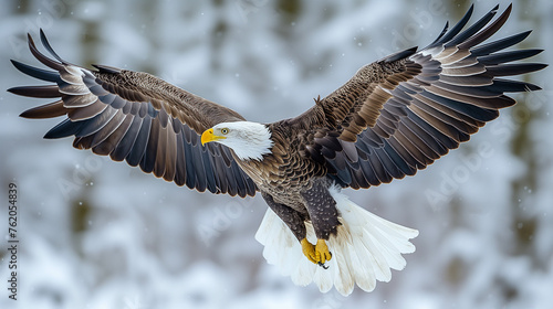 A falcon that is spreading its wings beautifully in the sky.