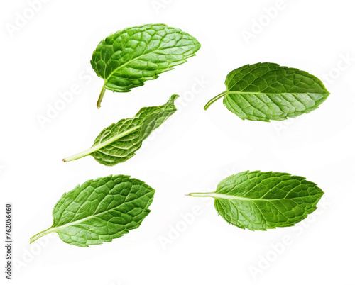 Fresh mint leaf isolated in white background.
