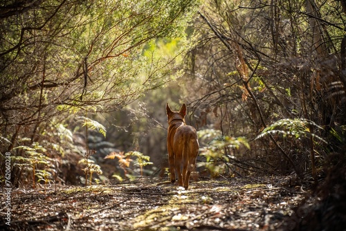 kelpie dog off lead in the bush in a trail in australia photo