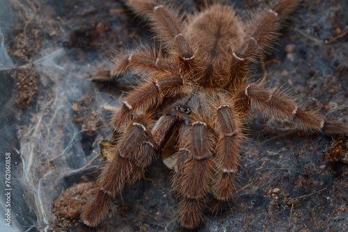 Phormingochilus sp. Rufus tarantula spider with roach
