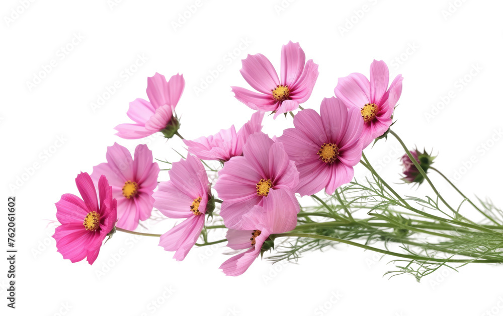 A Bunch of Pink Flowers on a White Background. On a White or Clear Surface PNG Transparent Background.