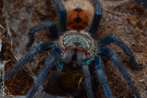 Chromatopelma cyaneopubescens tarantula spider
