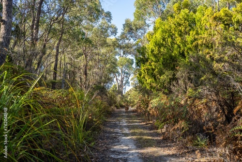 Fototapeta Naklejka Na Ścianę i Meble -  bush trail in the forest, sandy off road track in the outback in australia