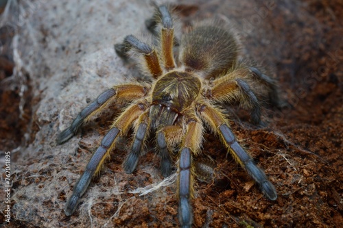 Harpactira pulchripes tarantula from Africa