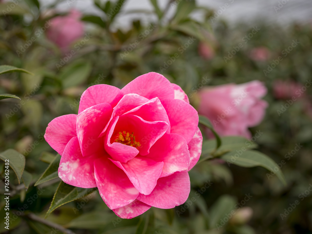 美しい椿の花　ブライアンバー