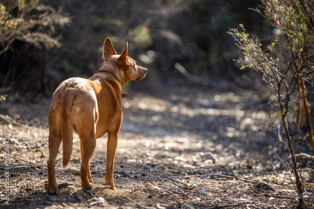 Naklejka premium kelpie dog off lead in the bush in a trail in australia