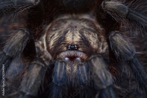 Phormictopus auratus tarantula spider