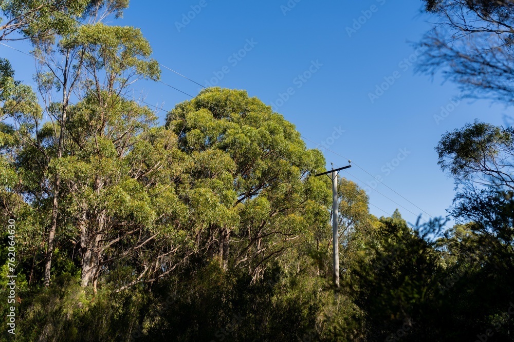 Powerlines in the bush in Australia. Power poles a fire hazard in the ...