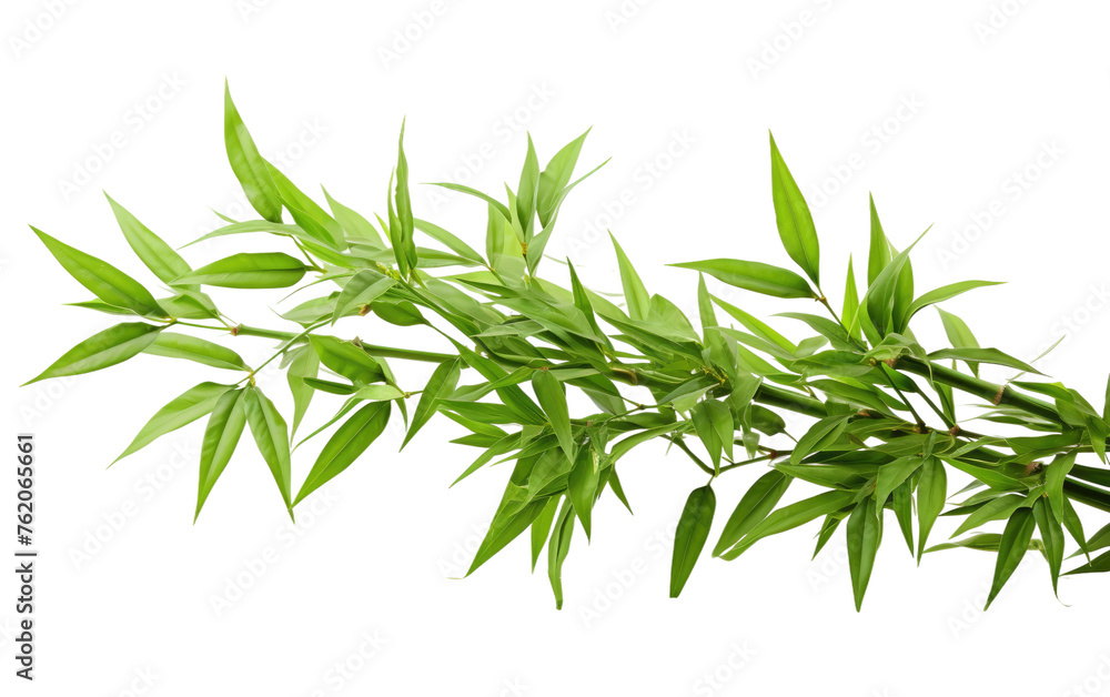 Naklejka premium Close-Up of a Bamboo Plant With Green Leaves. On a White or Clear Surface PNG Transparent Background.