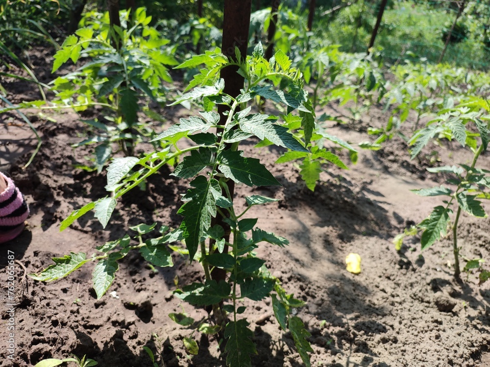 Obraz premium how tomatoes grow