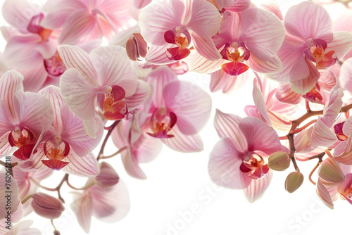 orchid flowers on a white background