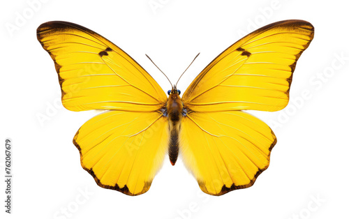 Yellow Butterfly With Black Spots on Its Wings. On a White or Clear Surface PNG Transparent Background.