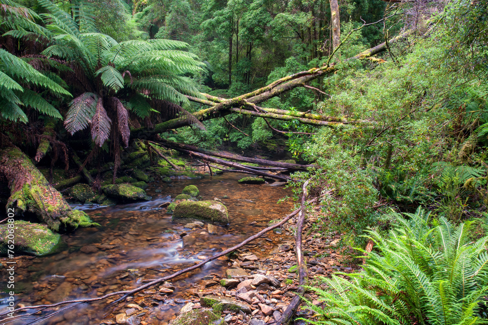 Fototapeta premium creek scenery in Tasmania, Australia