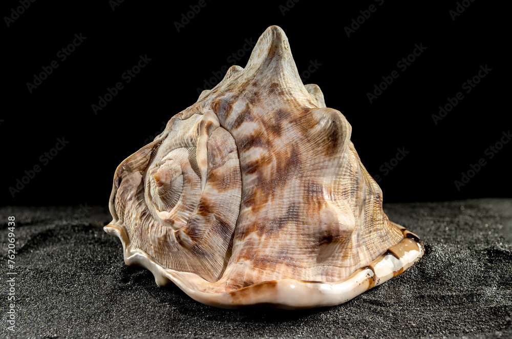 King Helmet seashell on a dark background