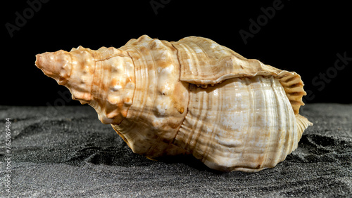 Pleuroploca trapezium seashell on a dark background