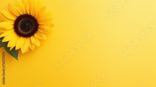 beautiful fresh sunflowers on yellow background space for text © nomesart
