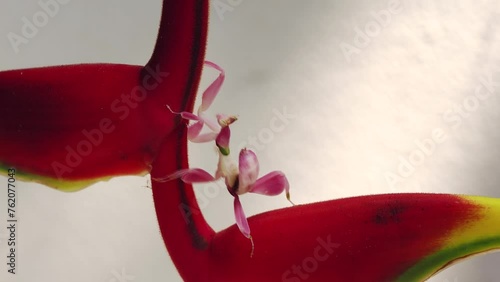 Orchid mantis walking on the leaf and flower
