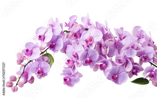 A Bunch of Purple Flowers on a White Background. On a White or Clear Surface PNG Transparent Background.