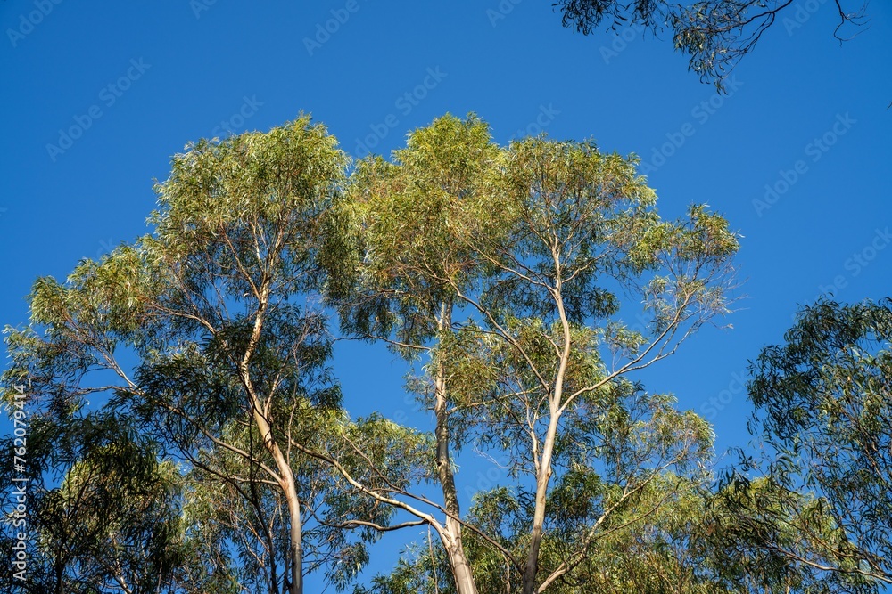 looking up at a bush canopy of gum trees with a blue sky in australia looking up at a bush canopy of gum trees with a blue sky in australia