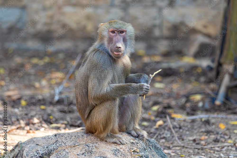 baboon sitting on the ground