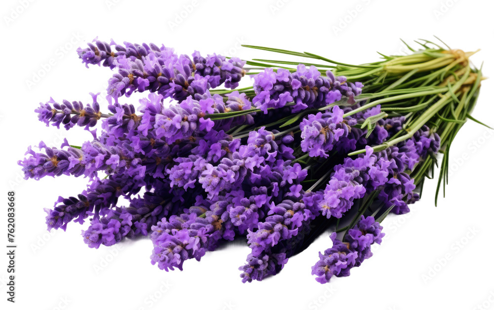 A Bunch of Lavender Flowers on a White Background. On a White or Clear Surface PNG Transparent Background. A Bunch of Lavender Flowers on a White Background. On a White or Clear Surface PNG Transparent Background.