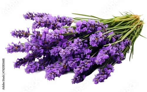 A Bunch of Lavender Flowers on a White Background. On a White or Clear Surface PNG Transparent Background.