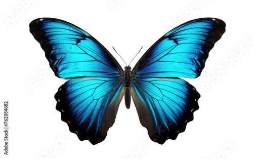 Blue Butterfly With Black Wings on White Background. On a White or Clear Surface PNG Transparent Background.