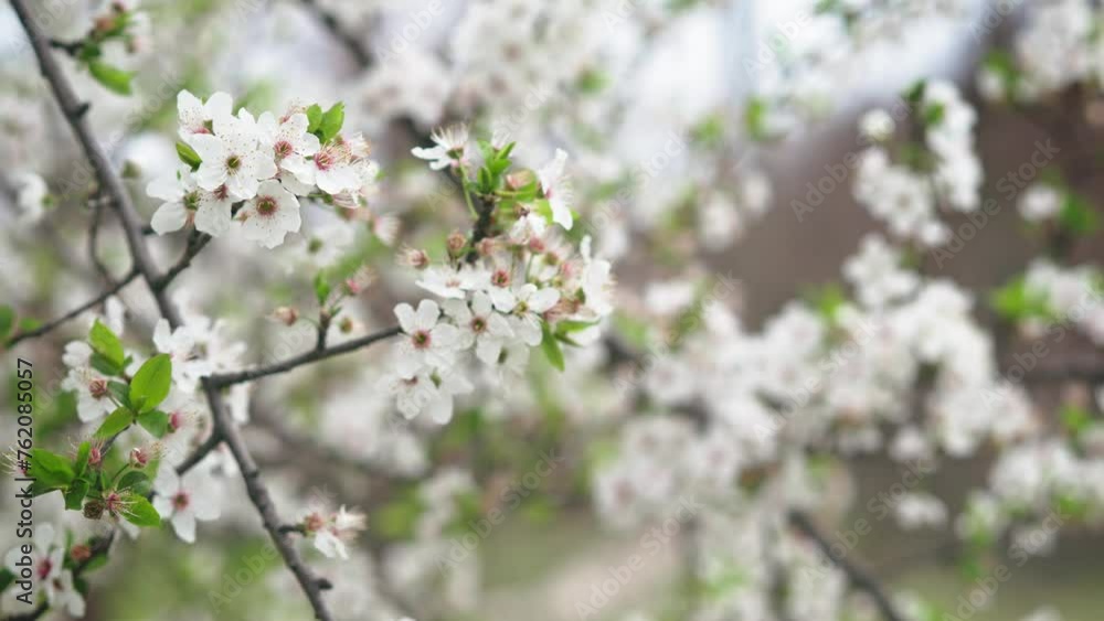 Cinematic close-up shot of a blooming tree Cinematic close-up shot of a blooming tree