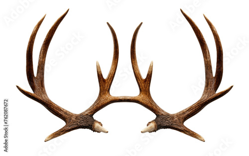 Two Deer Antlers With Large Horns on a White Background. On a White or Clear Surface PNG Transparent Background.