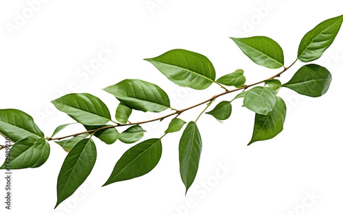 Branch of a Tree With Green Leaves. On a White or Clear Surface PNG Transparent Background.