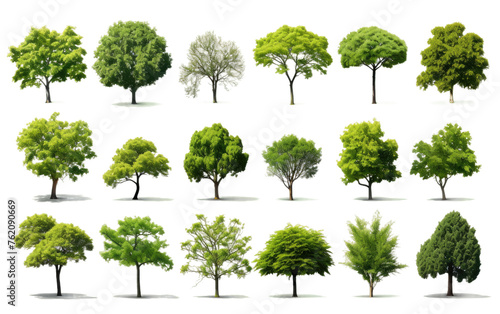 Varied Species of Trees in a Forest. On a White or Clear Surface PNG Transparent Background.